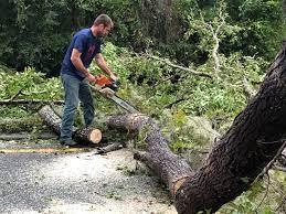 Best Tree Maintenance Programs  in Landisville, PA