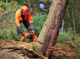 Best Storm Damage Tree Cleanup  in Landisville, PA