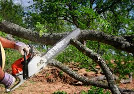 Best Fruit Tree Pruning  in Landisville, PA