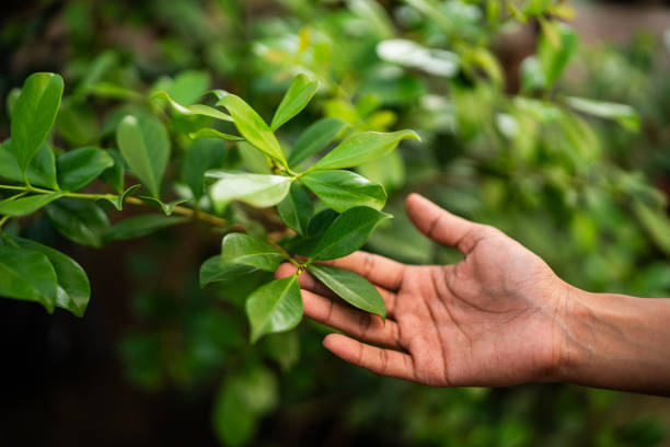 Best Tree Mulching  in Landisville, PA